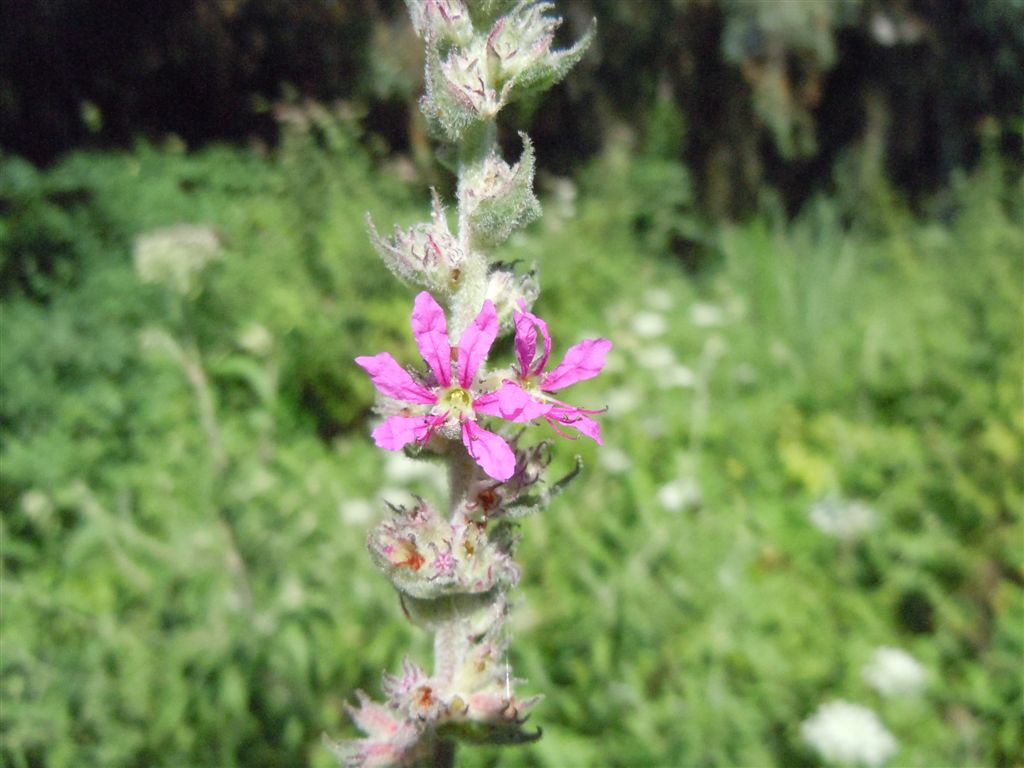 Lythrum salicaria / Salcerella comune